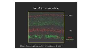 Anti-NETO1 Rabbit Polyclonal Antibody