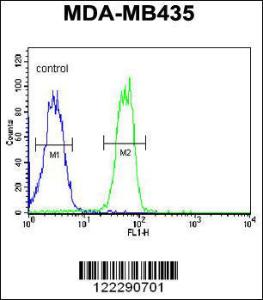 Anti-BTNL8 Rabbit Polyclonal Antibody