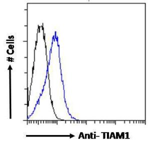 Anti-TIAM1 Antibody (A83986) Flow cytometric analysis of paraformaldehyde fixed Jurkat cells (blue line), permeabilized with 0.5% Triton