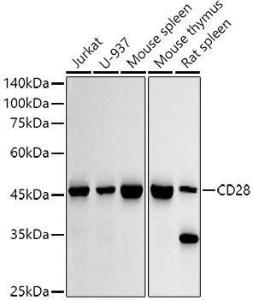 Western blot analysis of extracts of various cell lines, using Anti-CD28 Antibody [ARC5082-01] (A309309) at 1:1,000 dilution