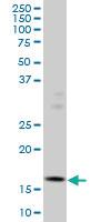 Anti-ID3 Mouse Monoclonal Antibody [clone: 4G1]