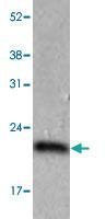 Anti-PPIC Mouse Monoclonal Antibody [clone: AT3C6]