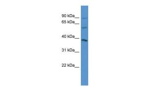 Anti-NETO1 Rabbit Polyclonal Antibody