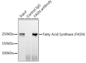 Immunoprecipitation analysis of 300 µg extracts of HeLa cells using 3 µg of Anti-Fatty Acid Synthase Antibody [ARC0377] (A305468). This Western blot was performed on the immunoprecipitate using Anti-Fatty Acid Synthase Antibody [ARC0377] (A305468) at a dilution of 1:500