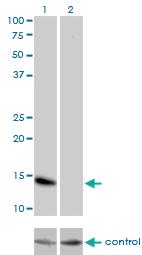 Anti-ID3 Mouse Monoclonal Antibody [clone: 4G1]