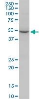 Anti-COPS2 Mouse Monoclonal Antibody [clone: 4B12]