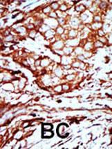 Anti-YWHAB Rabbit Polyclonal Antibody (HRP (Horseradish Peroxidase))