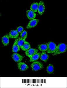 Anti-CD46 Rabbit Polyclonal Antibody (APC (Allophycocyanin))