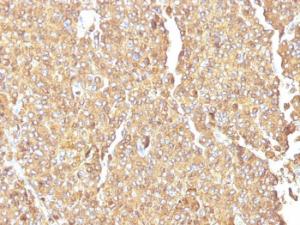 Immunohistochemical analysis of formalin-fixed, paraffin-embedded human adrenal gland using Anti-Chromogranin A Antibody [LK2H10]