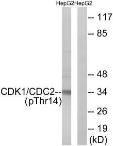 Western blot analysis of lysates from HepG2 cells treated with Forskolin 40nM 30' using Anti-CDK1 (phospho Thr14) Antibody. The right hand lane represents a negative control, where the antibody is blocked by the immunising peptide.