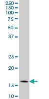 Anti-ID3 Mouse Monoclonal Antibody [clone: 3E10]