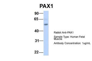 Anti-PAX1 Rabbit Polyclonal Antibody