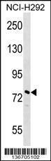 Anti-NOLC1 Rabbit Polyclonal Antibody (Biotin)