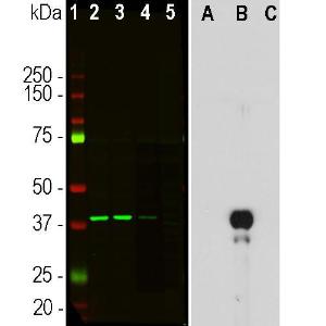 Western blot analysis of different cell lysates and recombinant protein solutions using Anti-Aurora B Kinase Antibody [6G2] (A85380)