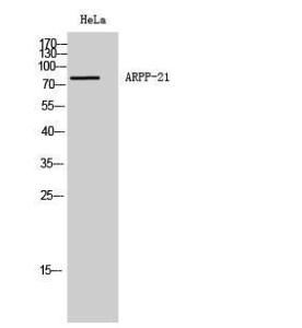 Western blot analysis of HeLa cells using Anti-ARPP21 Antibody