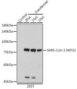 Antibody A305469-100 100 µl