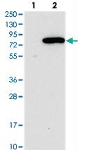 Anti-NLRP10 Rabbit Polyclonal Antibody