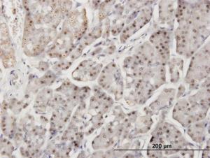 Anti-DTX3L Mouse Monoclonal Antibody [clone: 1D10]