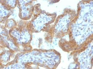 Immunohistochemical analysis of formalin-fixed, paraffin-embedded human placenta using Anti-MAML2 Antibody [MAML2/1302]