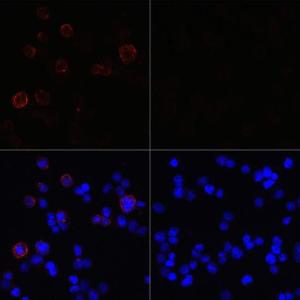 Antibody A305469-100 100 µl