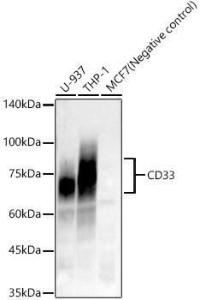 Western blot analysis of various lysates, using Anti-CD33 Antibody [ARC57811] (A309311) at 1:7,000 dilution