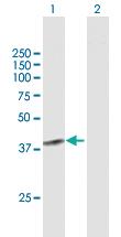 Anti-SGOL1 Mouse Polyclonal Antibody