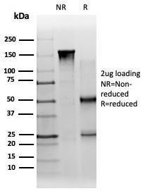 SDS-PAGE analysis of Anti-PBX1 Antibody [PCRP-PBX1-3C8] under non-reduced and reduced conditions; showing intact IgG and intact heavy and light chains, respectively. SDS-PAGE analysis confirms the integrity and purity of the antibody