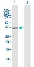 Anti-SGOL1 Rabbit Polyclonal Antibody