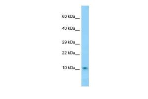 Anti-DNAJC19 Rabbit Polyclonal Antibody