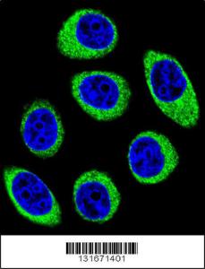 Anti-PCDH1 Rabbit Polyclonal Antibody (APC (Allophycocyanin))