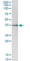 Anti-SGOL1 Rabbit Polyclonal Antibody