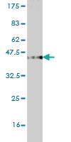 Anti-STAP1 Mouse Monoclonal Antibody [clone: 5A10]