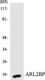 Western blot analysis of the lysates from HUVEC cells using Anti-ARL2BP Antibody