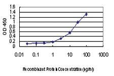 Anti-LMO3 Mouse Monoclonal Antibody [clone: 4C4]