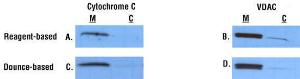 Mitochondria isolation kit for cultured cells