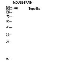 Western blot analysis of mouse brain lysis using Anti-TOP2A Antibody