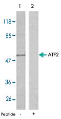 Anti-ATF2 Rabbit Polyclonal Antibody