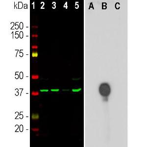 Antibody anti-AURORA B kinase 3F11 100 µl