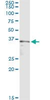 Anti-SGOL1 Mouse Monoclonal Antibody [clone: 4G6]