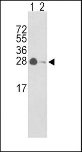 Anti-14-3-3 gamma Rabbit Polyclonal Antibody (APC (Allophycocyanin))