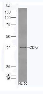 Anti-CDK7 Rabbit Polyclonal Antibody