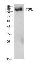 Western blot analysis of extracts from 293 cells using Anti-ITGAL Antibody