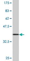 Anti-EIF4EBP3 Mouse Monoclonal Antibody [clone: 4C1]