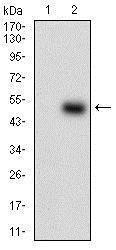 Anti-PON1 Mouse Monoclonal Antibody [clone: 4G8D3]