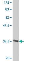 Anti-FXYD3 Mouse Polyclonal Antibody