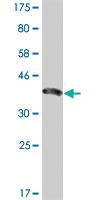 Anti-ENAM Mouse Monoclonal Antibody [clone: 2C12]