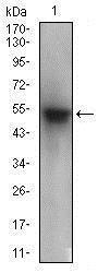 Anti-PON1 Mouse Monoclonal Antibody [clone: 4G8D3]