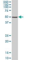 Anti-ZNF653 Mouse Polyclonal Antibody