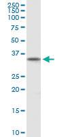 Anti-DPPA2 Mouse Polyclonal Antibody