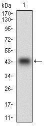 Anti-PON1 Mouse Monoclonal Antibody [clone: 4G8D3]